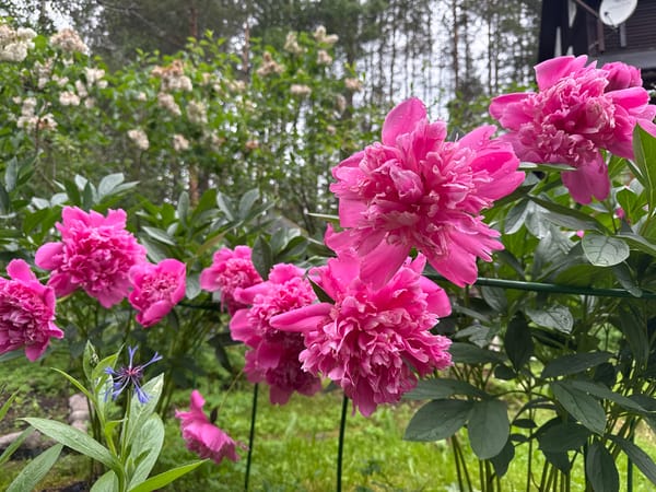 Summer blooms and a visiting bumblebee in a Pobeda garden