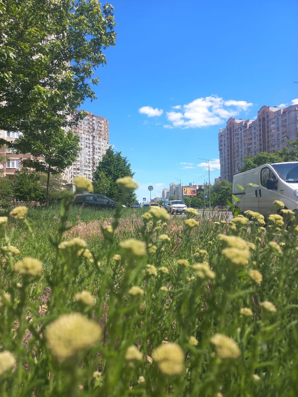 Sunny morning street scenes documented in suburban area
