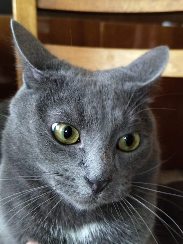 Cats photographed in close-up shots during morning hours