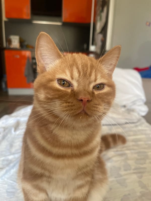 Orange tabby cat lounging around a Kommunarka home