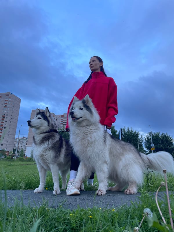 Afternoon hang with big fluffy dogs in Izhevsk