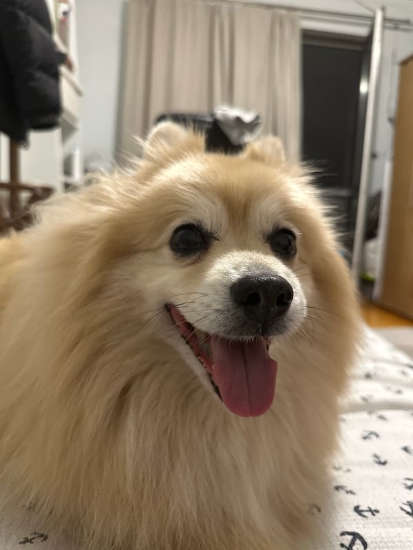 Pomeranian lounges around a Dimitrovgrad apartment