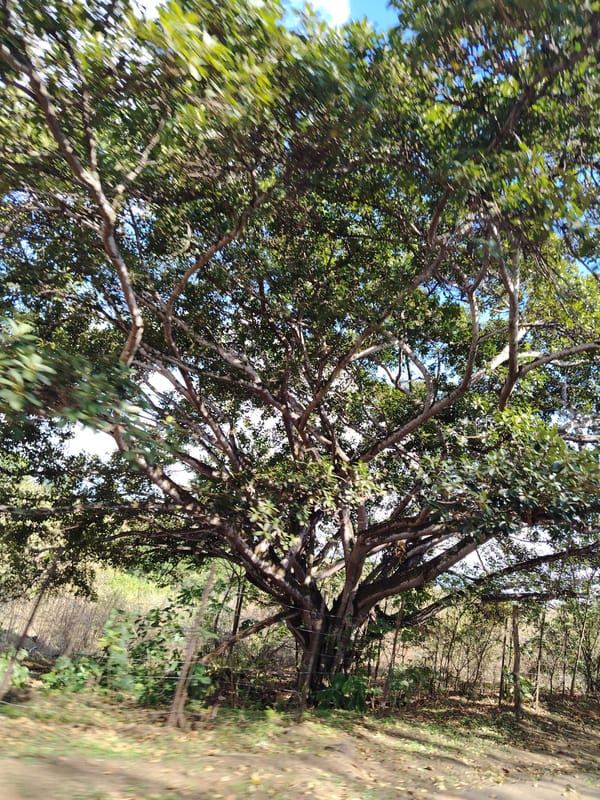 Large tree with dense foliage documented by witness