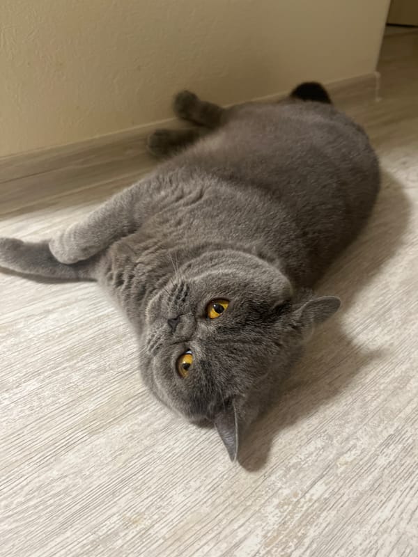 British Shorthair cat doing absolutely nothing, perfectly