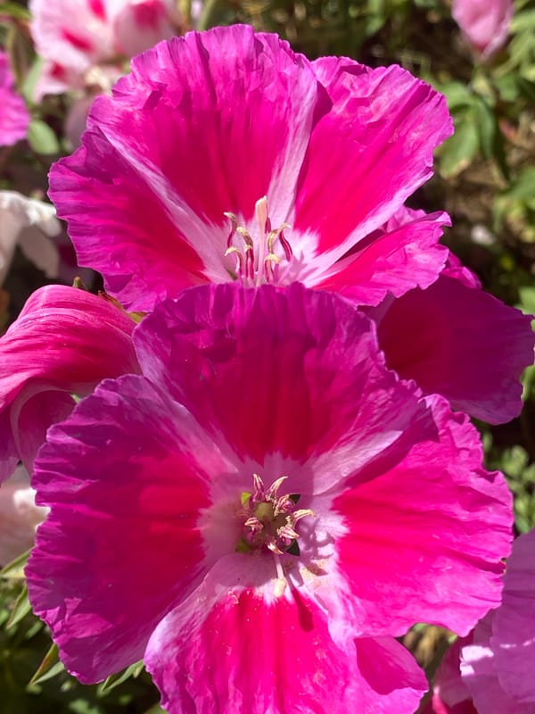 Spring blooms and fountains observed in Alanya, Turkey