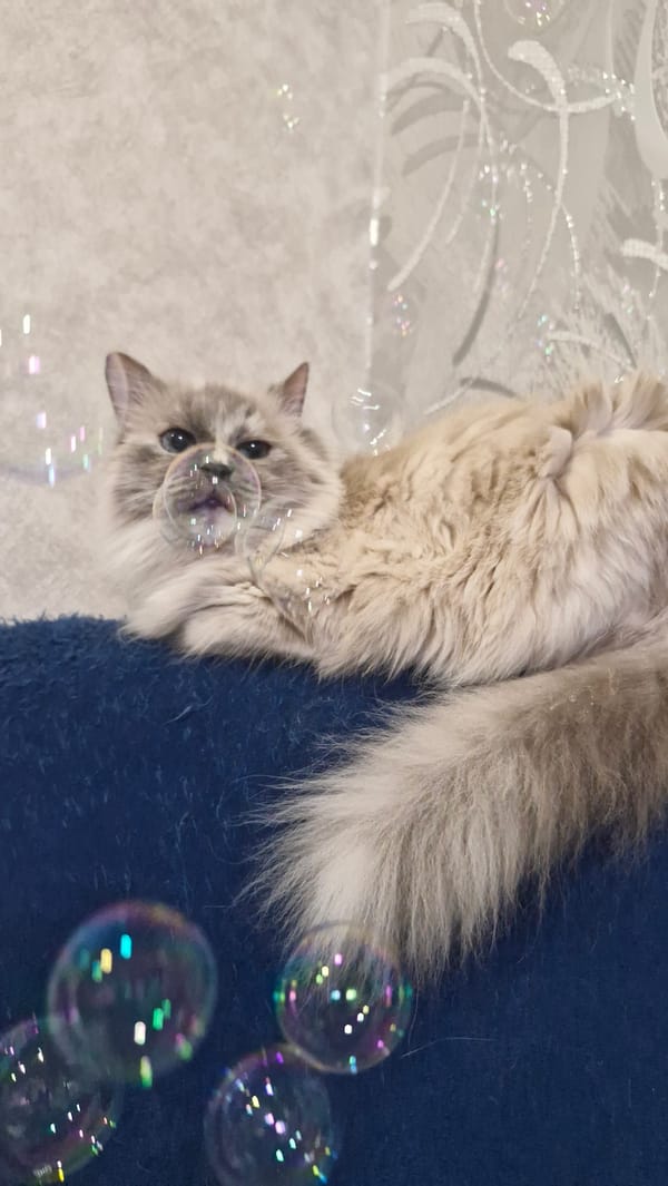 Woman blows soap bubbles indoors with cat present