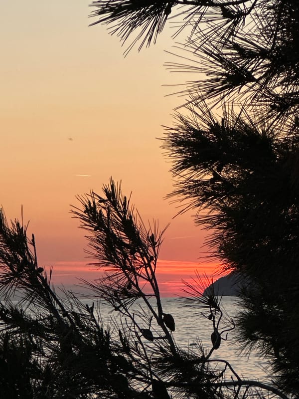 Sunset observed through pine branches along Montenegro's Adriatic coast