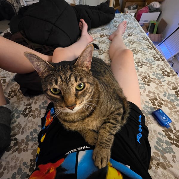 Lazy summer night in bed with a tabby cat