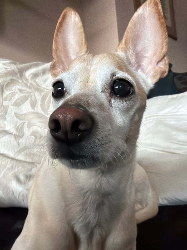 Dog portrait session captured in Plovdiv, Bulgaria