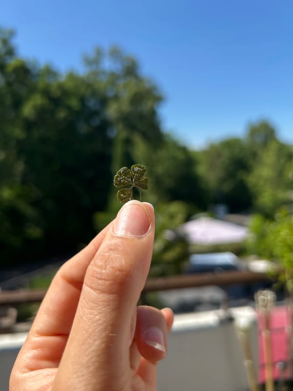 Person finds four-leaf clover with water droplets outdoors