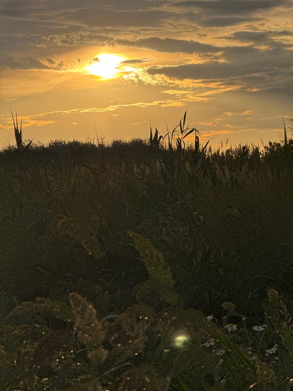 Golden hour over Mikhaylovsk grasslands and residential edges
