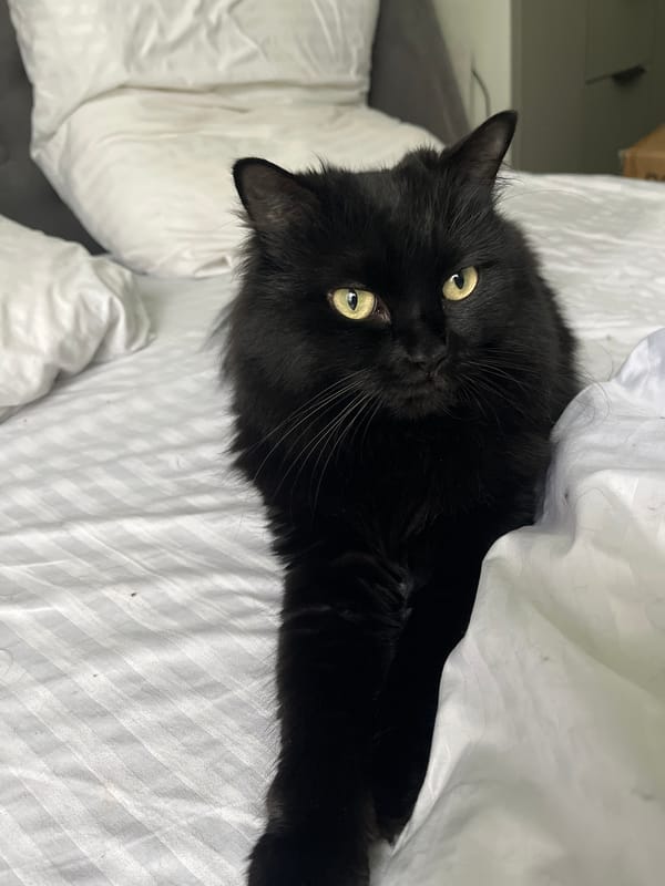 Black cat chilling on a white striped bed