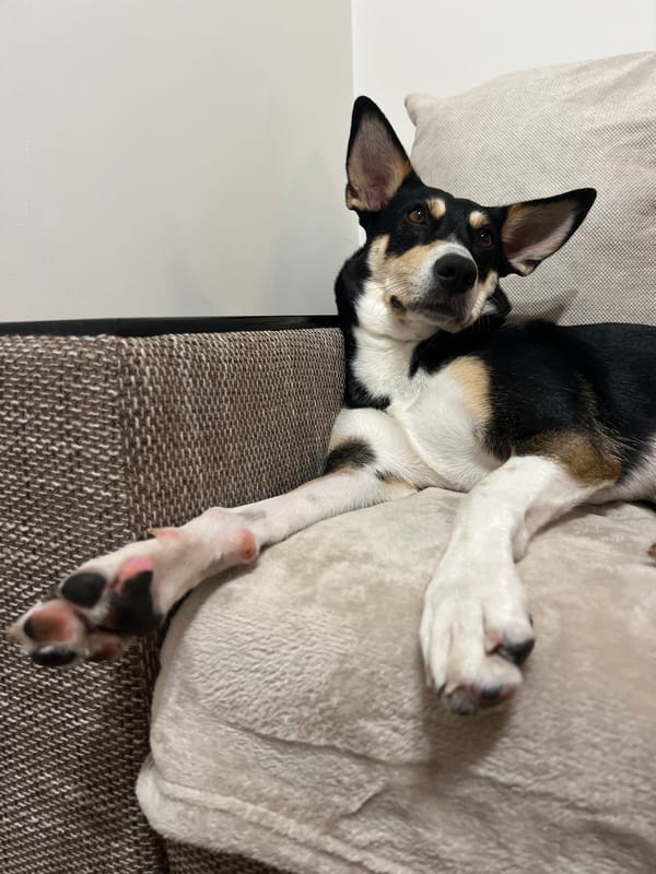 Dog on the couch, fridge full of travel magnets — Sofia home