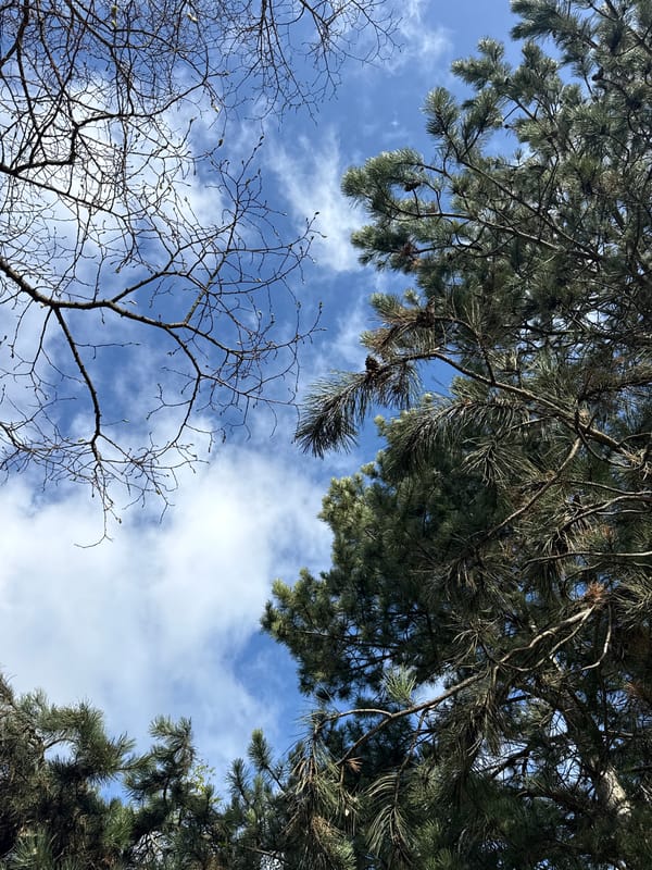 Pet companions rest together in Luxembourg morning scenes