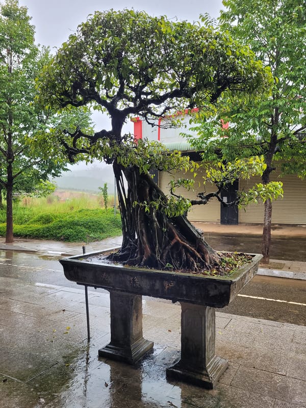 Bonsai trees and misty hillsides on a rainy morning