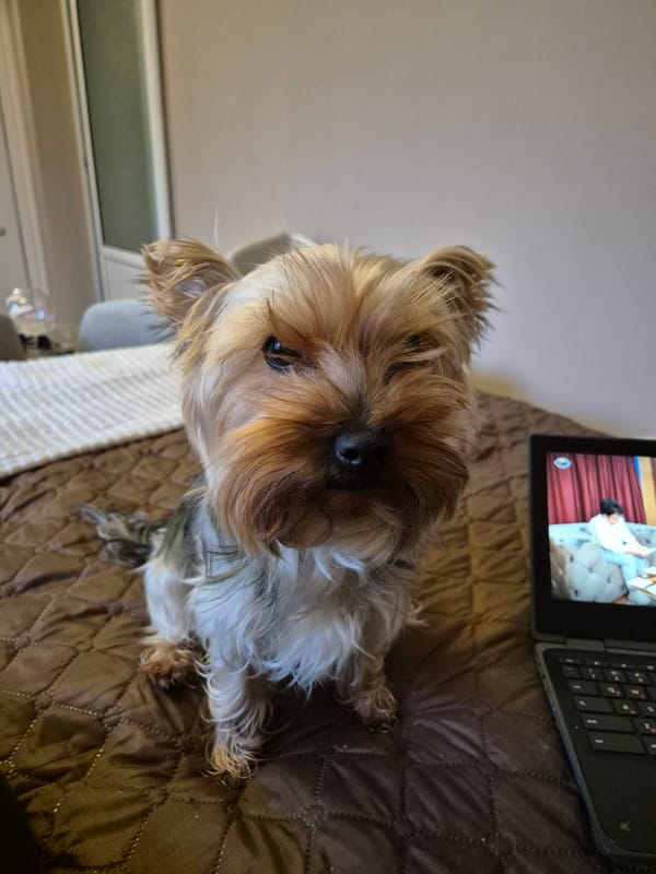 Yorkshire Terrier photographed in bedroom scenes, Pavlikeni Bulgaria