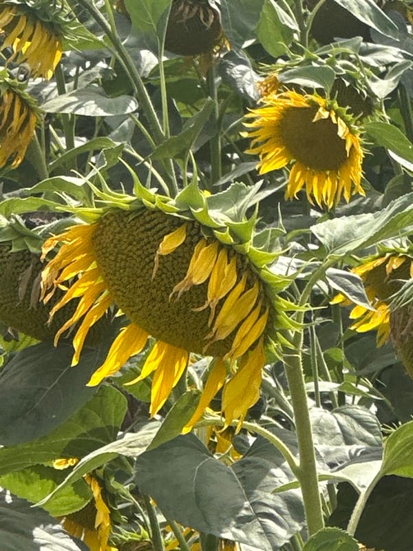 Sunflower field in rural Ukraine, mid-summer bloom and beyond