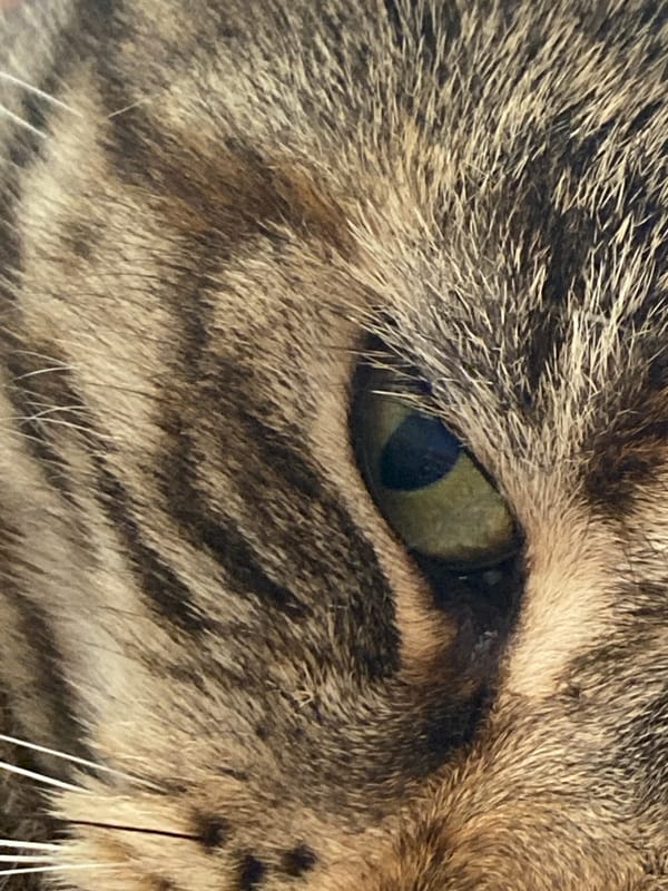Tabby cat napping on a patterned blanket in Maykop