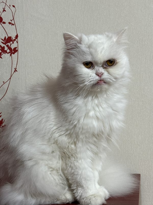 White Persian cats rest and groom in Burgas evening