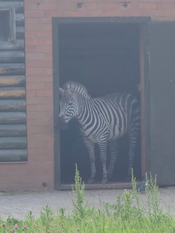 Afternoon at the zoo: meerkats, raccoons, crows, and more