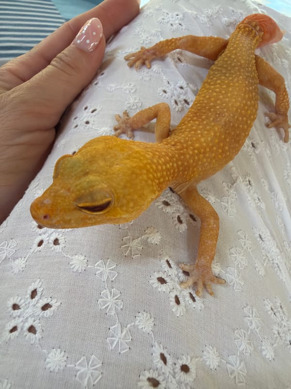 Person holds sleeping leopard gecko on fabric in Kuta