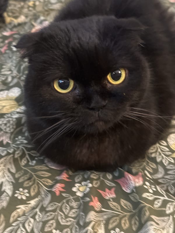 Black cat photographed on floral fabric in Tel Aviv