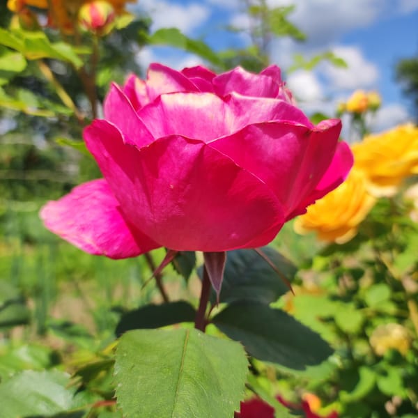 Close-up rose photography across multiple colors and bloom stages
