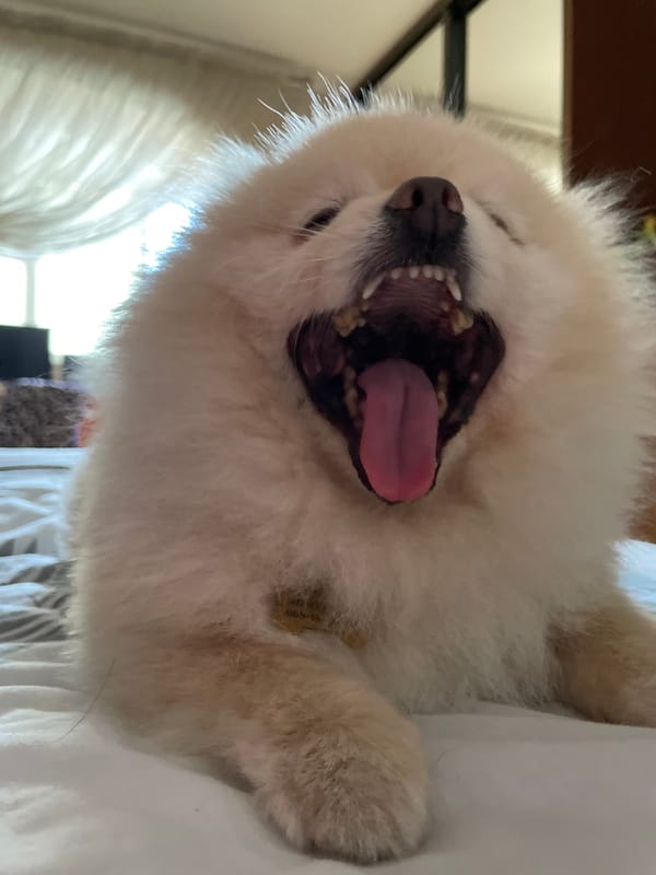 Fluffy Pomeranian caught mid-yawn on a white bed