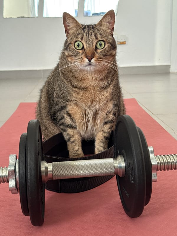 Tabby cat sits on pink exercise mat in Mallorca home