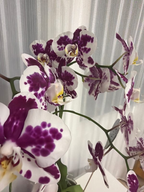 Orchids, ink, and interior details on a quiet Dorsten evening