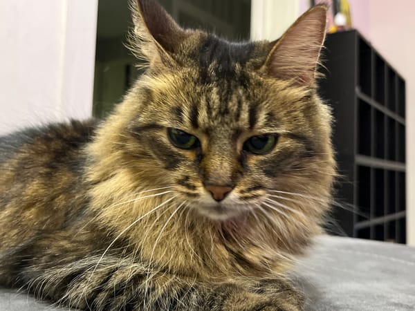 Green-eyed tabby cat photographed extensively on a gray couch