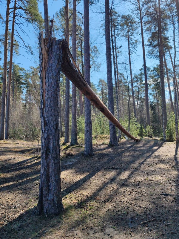 Spring camping and cooking outing at Gulf of Finland coast