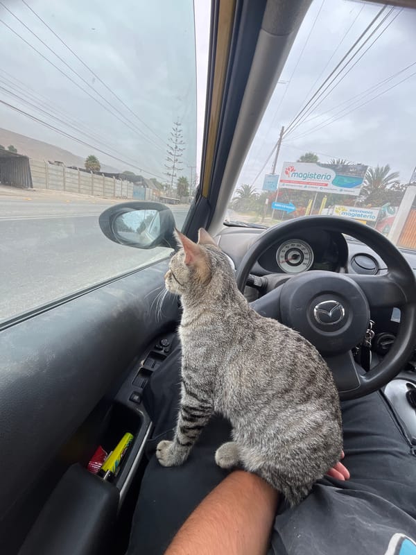 Cat rides shotgun, market shopping captured in Arica, Chile