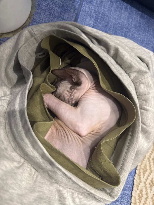 Sphynx cat found curled up inside gray pants