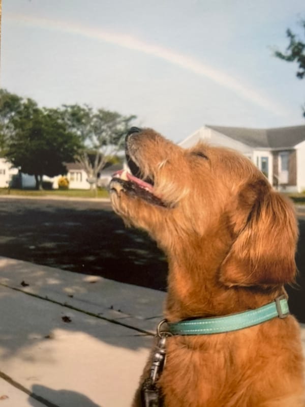 Golden dog enjoys sunny afternoon walk in Sofia