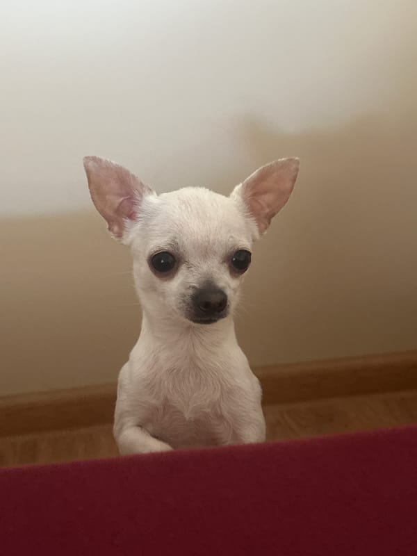 Small white dog photographed in Bulgarian village