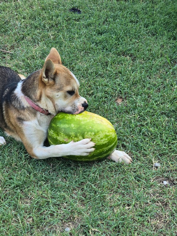 Pink-collared dog makes the most of a backyard watermelon