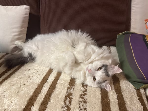 Cat rests on couch in Sofia apartment