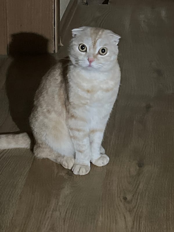 Scottish Fold cat observed on indoor perch with tilted head