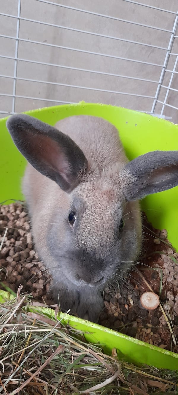 Rabbits and GloFish: a quiet afternoon with small pets