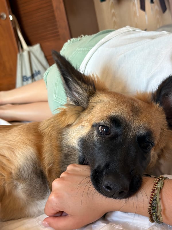 German Shepherd plays and rests with owner on bed in Dénia