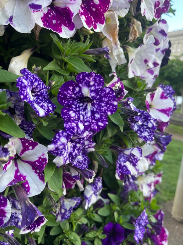 Colorful petunia cluster blooms observed in A Coruña