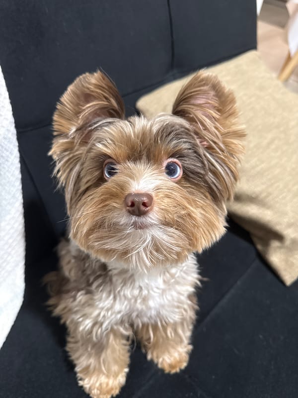 Blue-eyed Yorkie mix chills at home in Thủ Đức
