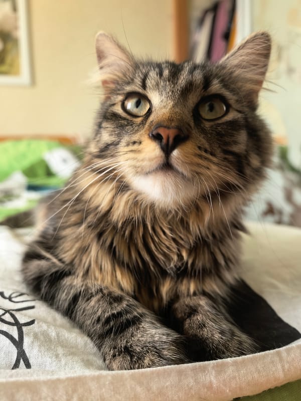 Lazy afternoon at home with a napping cat and kitchen snapshots