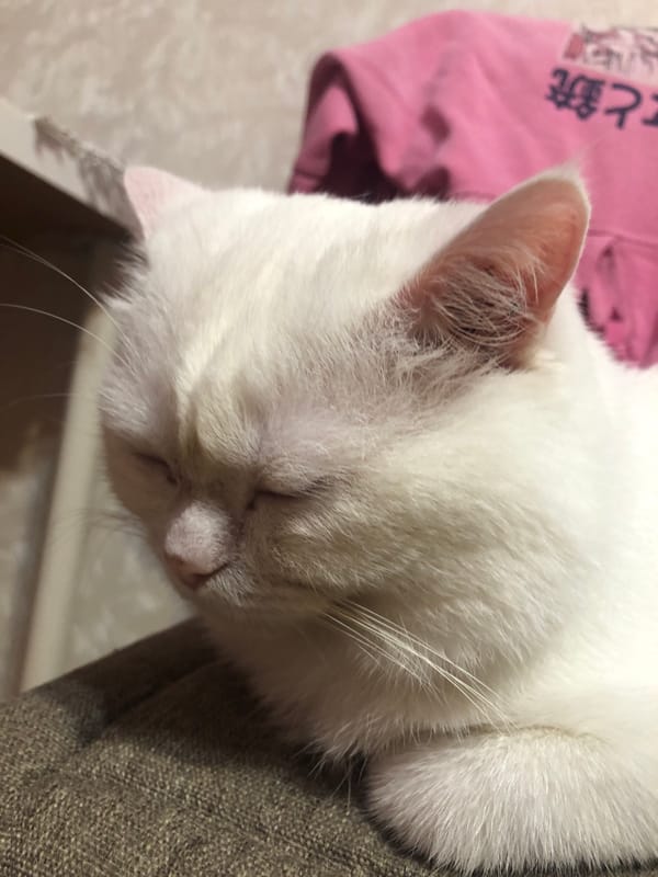 Two cats napping and lounging, up close