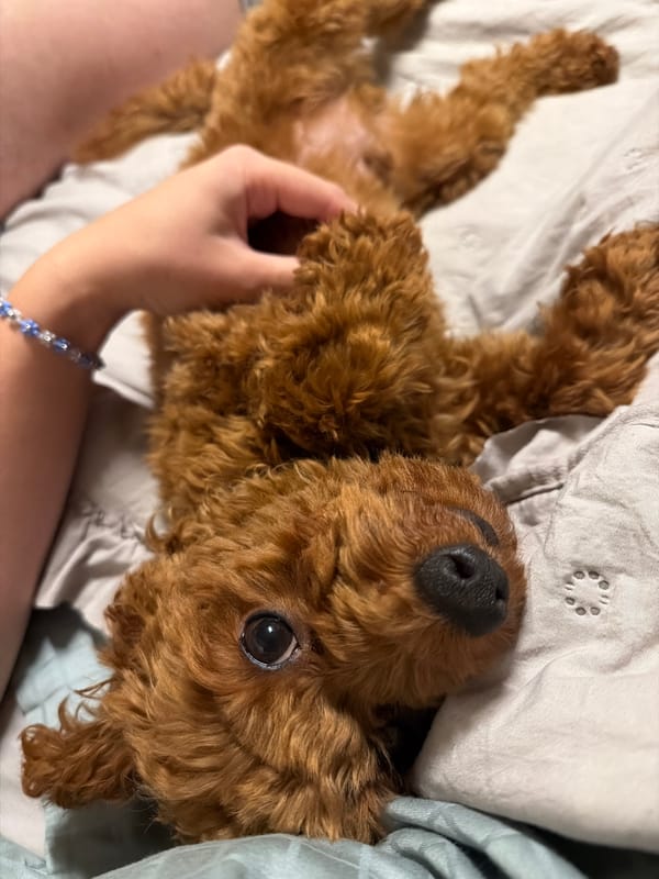 Poodle getting belly rubs on a bed in Sofia
