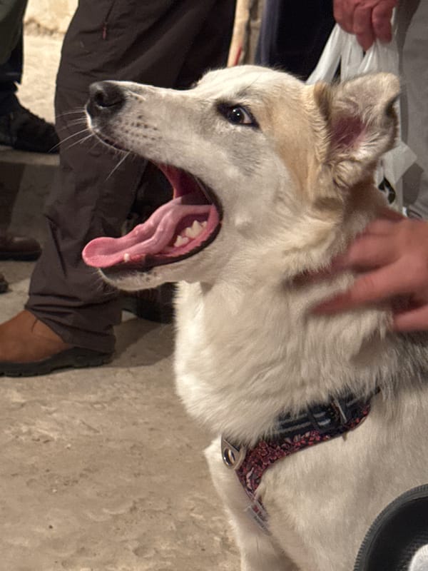 Dog wearing floral collar photographed being petted in Ramat Gan