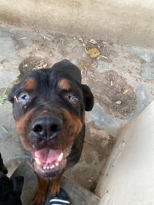 Rottweilers hanging out in a concrete yard in Giginyu