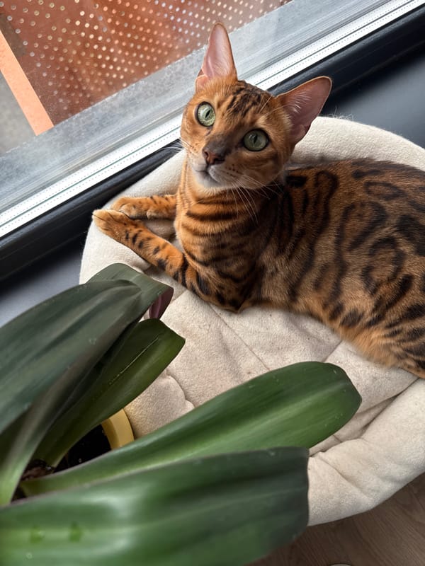 Bengal cat spotted in various window positions in Moscow