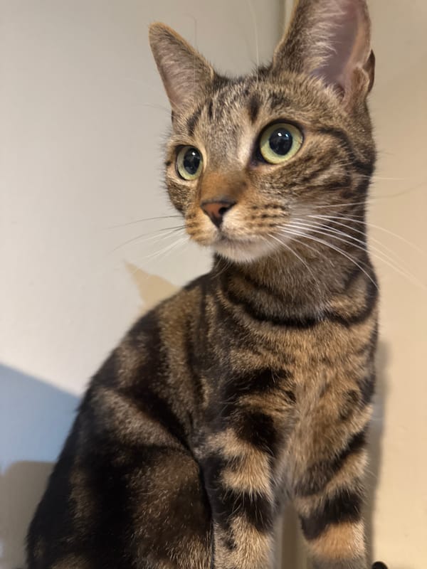 Two domestic cats photographed during evening playtime in Desborough home